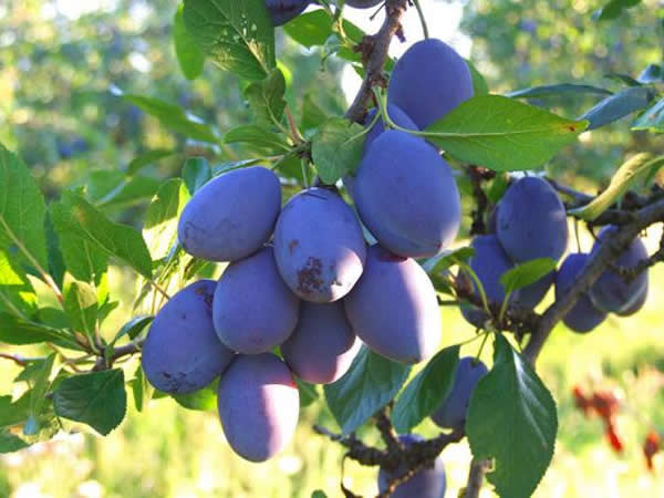 Katastrofalan rod šljive na Majevici: Gubitak i do 80%, moguće poskupljenje Katastrofalan rod šljive na Majevici: Gubitak i do 80%, moguće poskupljenje