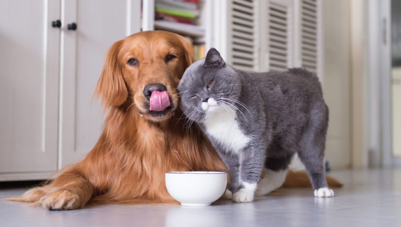 Preporuke veterinara: Kako zaštiti kućne ljubimce Preporuke veterinara: Kako zaštiti kućne ljubimce