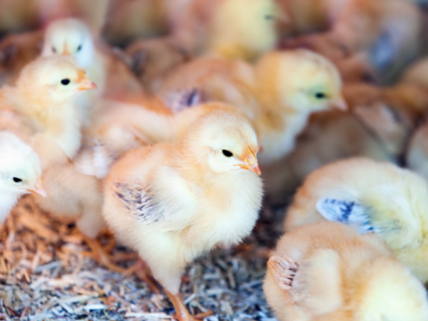 Veterinarska inspekcija provodi mjere na zaštiti peradarskih objekata u TK Veterinarska inspekcija provodi mjere na zaštiti peradarskih objekata u TK