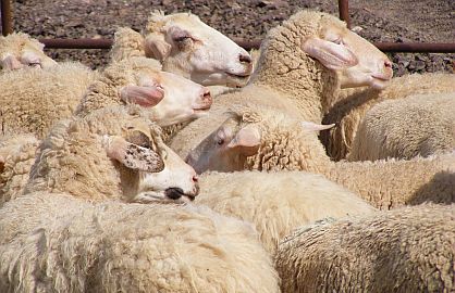 Pojačane veterinarske kontrole uoči Kurban-bajrama Pojačane veterinarske kontrole uoči Kurban-bajrama