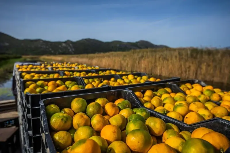 Kako da prepoznate slatke mandarine od onih kiselih Kako da prepoznate slatke mandarine od onih kiselih